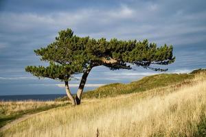 pinheiro em um prado na costa da dinamarca. forma da árvore crescida pelo vento foto