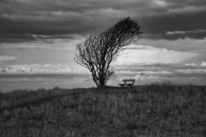 árvore dobrada pelo vento, com banco na falésia à beira-mar. vista na dinamarca no kattegatt foto