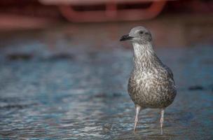 jovem gaivota em águas rasas. foto