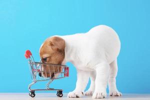 cachorrinho de cão de jack russel olha para o carrinho de compras vazio foto