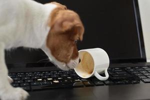 cachorro derramou café no teclado do computador portátil. danificar a propriedade do animal de estimação foto