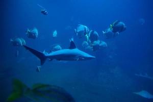tubarão e outros peixes marinhos no aquário, vida marinha foto
