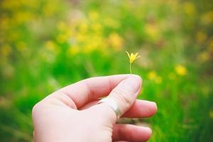 fechar a mão da mulher segura a foto do conceito de flor minúscula