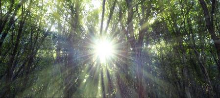 floresta de carvalhos iluminada pelos raios de sol através da névoa. raios de sol passando pela vegetação densa na floresta. foto