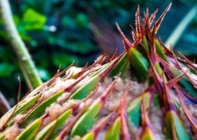 cone feminino da planta cycas siamensis miq foto