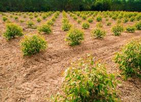 linha de eucalipto na fazenda foto