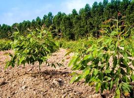 fileira de árvore de crescimento de eucalipto na plantação foto