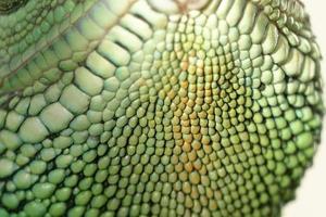 escamas de réptil lagarto verde foto