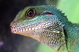 lagarto dragão de água verde foto