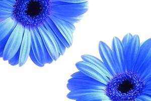flores azuis em branco foto