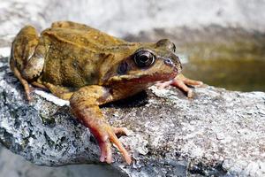 sapo descansando em uma lagoa foto