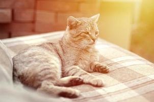 triste focinho retrato de um gato listrado cinza com olhos verdes, foco seletivo foto