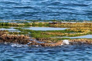 algas verdes nas rochas da costa mediterrânea. foto