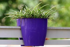 plantas verdes crescem em um vaso de flores. foto