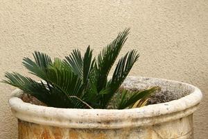 plantas verdes crescem em um vaso de flores. foto