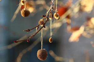 plátano alto em um parque da cidade em israel. foto