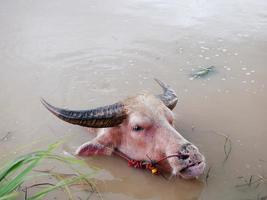 búfalo de água no canal para se refrescar. foto