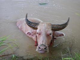 búfalo de água no canal para se refrescar. foto