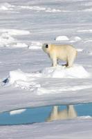 um urso polar no gelo do mar no Ártico foto