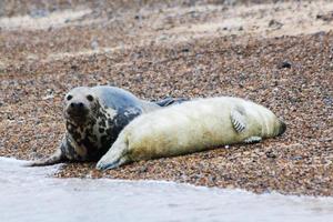 mãe de foca cinza com filhote na praia em blakeney point foto