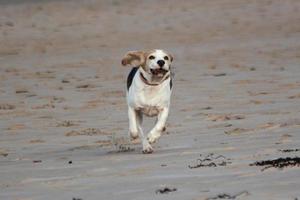 um cachorro beagle brincando na praia foto