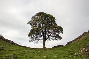 uma árvore crescendo entre duas colinas em uma parede romana em northumberland foto
