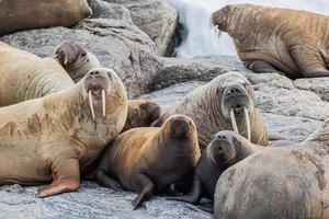 uma colônia de morsas em svalbard no ártico foto