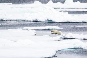 um urso polar saltando sobre o gelo do mar no Ártico foto