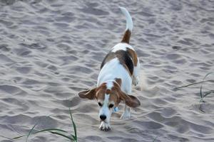 um cachorro beagle brincando na praia foto