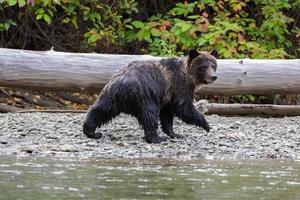 urso pardo em um tronco em bella coola foto