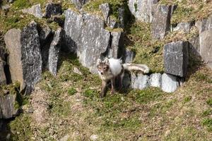 uma raposa ártica com casaco de verão, procurando pássaros e ovos foto