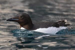 guillemots brunnichs no mar em alkefjellet, svalbard foto