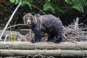 urso pardo em um tronco em bella coola foto