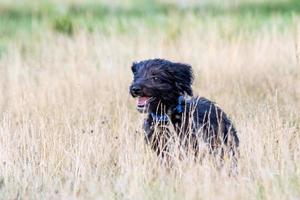 um cachorro bordooodle correndo no parque foto