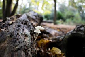 fungo crescendo em madeira podre na floresta foto