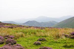 charneca nas colinas em shropshire com urze roxa foto