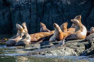 leões marinhos steller puxados para fora das rochas na colúmbia britânica foto