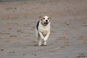um cachorro beagle brincando na praia foto