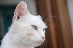 gato branco puro com olhos azuis turquesa e orelhas defeituosas rosa foto