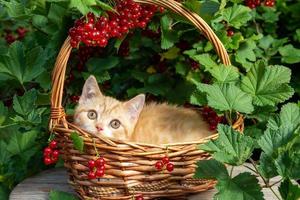 um gatinho ruivo britânico está sentado em uma cesta feita de videiras no contexto de um arbusto de groselha com frutas vermelhas