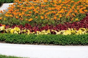 vaso de flores de coleus. bela perspectiva das folhas naturais da planta coleus foto