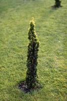 abeto canadense, lindo verde. o uso do abeto canadense no paisagismo ornamental. árvore perene conífera decorativa foto