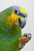 papagaio verde amazon comendo uma noz de noz close-up
