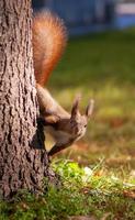 lindo esquilo no parque em uma árvore foto