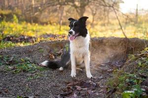 um lindo cão border collie foto