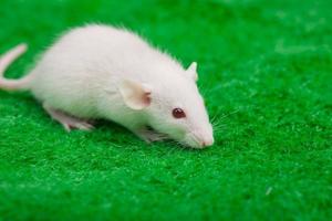 rato branco sobre um fundo de grama verde foto