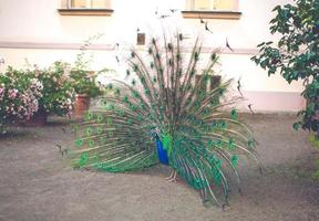 pavão pavão masculino exibindo suas penas da cauda foto