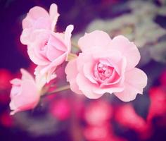 rosa rosa no jardim com efeito de filtro retrô foto