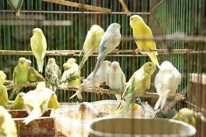 mercado de pássaros, pássaros de bico torto voam para secar em gaiolas. pombinhos coloridos foto