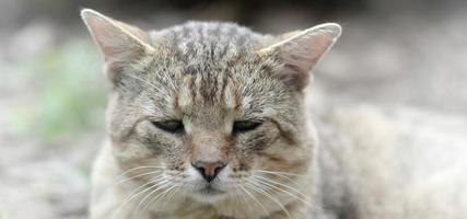 triste focinho retrato de um gato listrado cinza com olhos verdes, foco seletivo foto